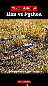 Lion vs Python – Mother’s Fierce Revenge in the Wild! #wildlife #animalbattle #naturedocumentary #savannahlife #lionesses #wildlifeshorts #natureshowdown #realwildlife | Beast Clash 3D
