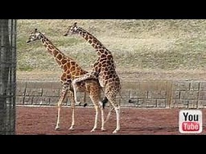 Giraffe Mating FAIL Is Wicked Embarrassing