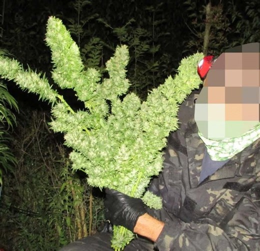 “We went from doing 200 to 300 deliveries to 2,000 to 3,000 a week.” This guy started the Amazon of weed. | VICE TV