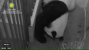 Overnight it was evident to panda keepers and veterinarians that our healthy panda cub was active and nursing appropriately throughout the night. Mei is showing proper maternal care, which includes short sleep cycles, adjusting the tiny cub in her arms for better positioning and grooming. The panda team heard strong vocalizations from the cub and observed it a couple times during the night. The cub is growing more hair, its tail looks plump and the cub overall looks great. #PandaStory | Smithson