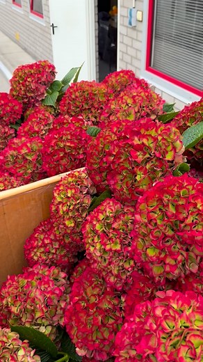 3.8K views · 154 reactions |  Behind the scenes in Venlo, Limburg!...