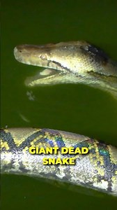 MASSIVE Python Found in Sewer!