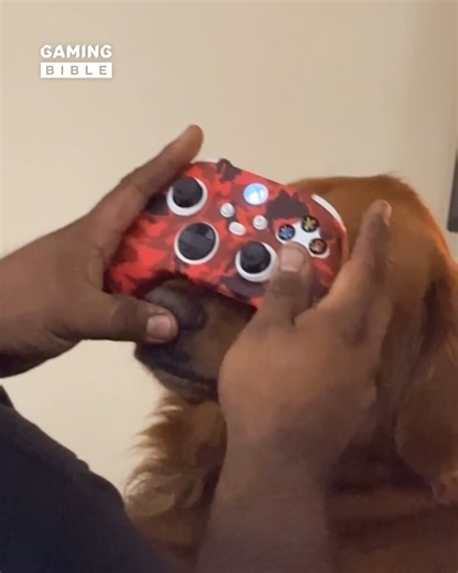 Limited edition golden retriever controller 🤣 🎮 | GAMINGbible