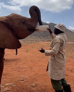 Impatient baby elephant wants his milk 🍼 | LADbible Australia