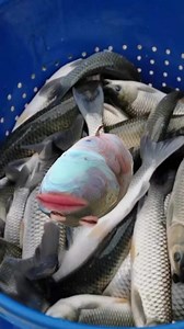 #多才多艺#优雅#美女#文静小女生