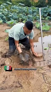 Catching softshell turtles with a search tool. Watch This! #highlight #catching #turtle | Efigenia Lustre