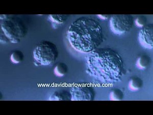 Mast Cells
