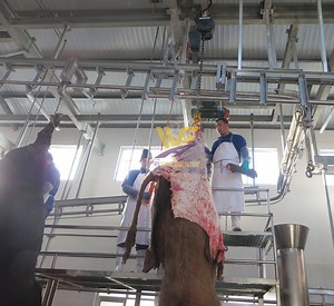 [Hot Item] Cow Killing Meat Processing Line Cattle Slaughterhouse with Abattoir Machine