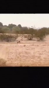 The magic rabbit🐇😯 #rabbit #bunny #funny #wildlife #animal #pet #reels #viral #fun #shorts | USA Rabbit Lovers