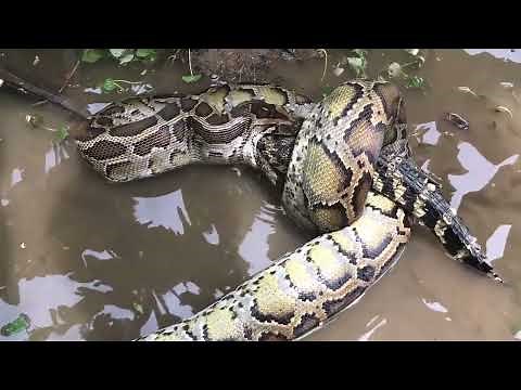 Python Vore - Snake Eats Crocodile (Full)
