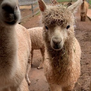 25 reactions | The watering hole. #pei #alpaca #greengablealpacas #alpacasofinstagram #farmlife | Green Gable Alpacas | Facebook