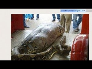 Python Snake Eats Drunk Man In India