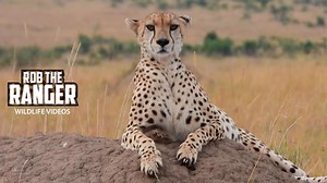 Female cheetah watches nomadic male with sharp focus