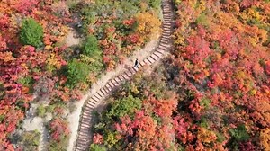 2.3K views · 174 reactions | A maple forest in Pinglu, Shanxi, has been coated red to usher in autumn. Such splendid seasonal views make everything in nature seem more exciting. #Betterlife #Travel | China Plus Culture | Facebook