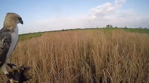 56 reactions | hunting with changeable hawk eagle | AnimalsWow | Facebook