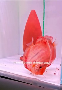Disponibili in negozio Discus Red Ica e Alenquer 13-14cm. Per informazioni scrivete in privato oppure su WhatsApp 342 873 2515 | I Discus di Cannilla The Royal Discus Riproduzione e Allevamento Italiano