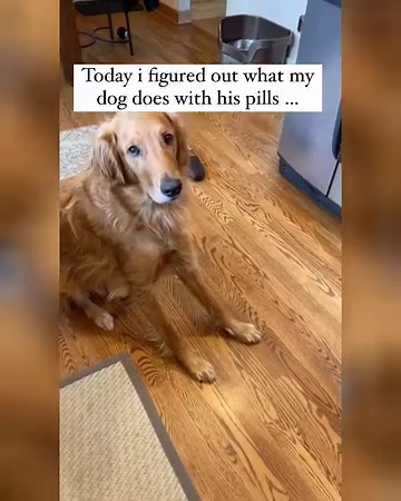 The slow slide down 🤣 ........................................... DM for credits or removal Note: We do not own any rights for these videos. ©All rights go to the respective owners - no copyright infringement intended. If you're the owner of the video and you don't wish it to be on our page, please contact us via DM for a removal | DailyMore