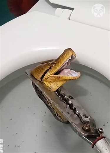 Shocked housewife found a python in the toilet | Bored Panda Art