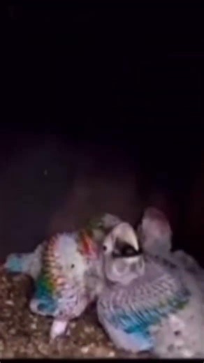 How do they breed parrots naturally?