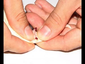 Sexing Blood Pythons (And Other Short Tail Pythons)