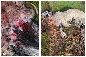 Warning after animal brutally attacked and killed in South Yorkshire field