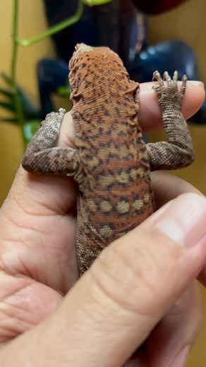 1.6K views · 3 comments | Pilbara rock monitor one of dwarf lizard found in Australia. This one is a male and available msg or call us. #pilbara #rock #monitor #dwarf #lizards #autralia #reptiles #reptilesofig #lizardsofig #animal #varanus #fyp #trending #viral #reels #video #view #followers #animallovers #instagram #JTKReptiles | JTK Reptiles | Facebook
