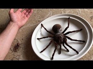 Goliath the Giant || ViralHog