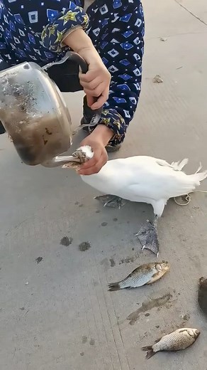 Monster Duck | Virality