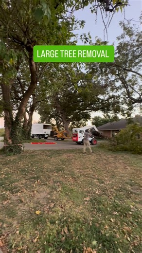 Large Tree removal #treeservices McKinney Tx 🌳🌳🌳🪵. Free Estimate | JP Tree Services