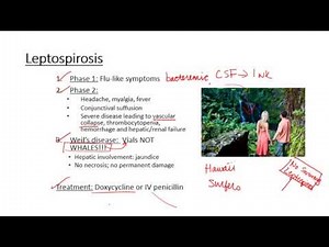 Leptospirosis