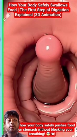 🫠 How Your Body Safely Swallows Food | The First Step of Digestion Explained (3D Animation)