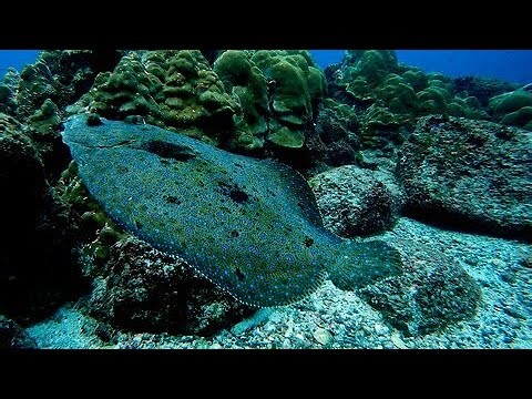 Peacock flounder displays beautiful color and camouflage ability