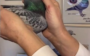 Hooymans_NL20-1609620