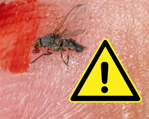 Ugryzła cię meszka? Oto, co robić. Lecz ukąszenie, bo może nie chcieć się goić