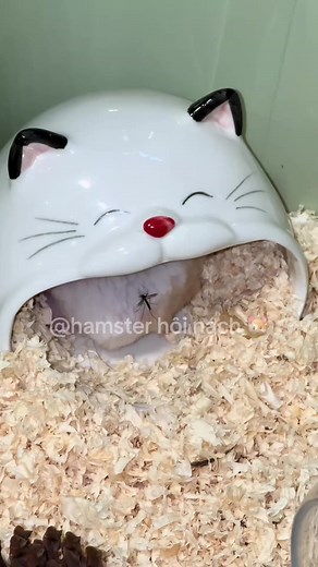 Hamster hôi nách: nguyên nhân và cách xử lý cho chuột hamster