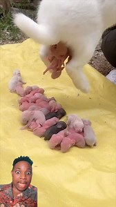 1.7M views · 5.5K reactions | Animals are so blessed in terms of reproduction. Who can guess the animal giving birth on this video ?? | Edwuadotv | Facebook