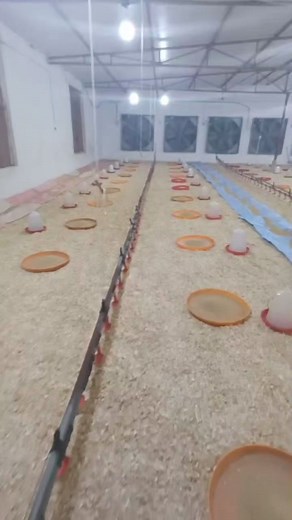 Preparation for DOC brooding - Ensure Temperature 32-35C Relative Humidity 60-80% Endure sufficient fresh air and leass toxic gas in side brooding house. #পিপিবি #ব্রয়লার #মুরগী #management #বাচ্চা #farmingcommunity #egg #feed #farming #বাজার #fbreelsfypシ゚ #fbreelsfypシ゚viralfbreelsfypシ゚viral #fbreelsfypシ゚viralシ #fb #fbreelsfypシ゚viral #fbpost2024 #reelschallenge #reelsviralシ #reelsfbシ #reelsfacebook #reelsvideoシ #reelsfypシ | Poultry Professionals Bangladesh / PPB