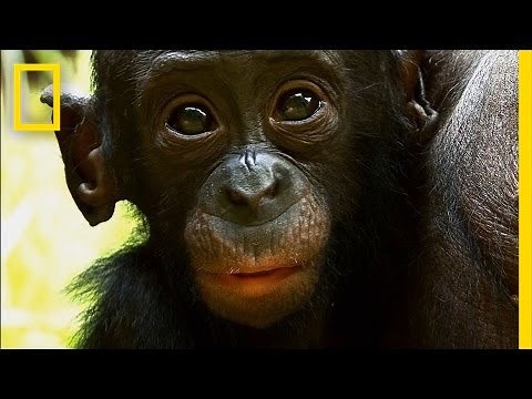 Things You Probably Didn't Know About Cute Bonobos | National Geographic