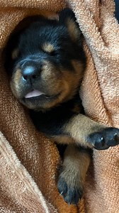 1.2K views · 478 reactions | Sweet sweet Cider | Papin Rottweilers | Facebook