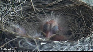 Join the hatchlings in the nest on the American Robin cam. The chicks are still at the early stages of development, but they will make a rapid transformation over the next 7–10 days. Soon the downy tufts will start to fill in all over the body, and their eyes will open for the first time (around day 5 after hatch). Here you can see just how big the eye structure is underneath the skin. Experience it LIVE at AllAboutBirds.org/Robins | Bird Cams