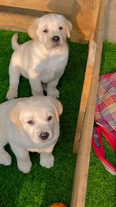 REAL BEAUTY | Dog lover