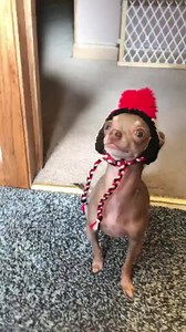 Compilation of sweet moments I have with Oscar ♥️💕 Oscar’s instagram: instagram.com/oscar_the_blue_chihuahua | Oscar the blue chihuahua