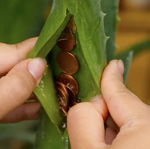 370K views · 964 reactions | Cactus care 101 | 5-Minute Crafts | Facebook