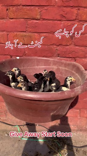 #giveaway#viral #pakbreeder #foryou #shamu #thai #bussines #foryoupage #pakistani #duet #unfreezmyaccout #lahore #viral_video #chicks #assel #businessproposal