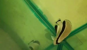 Bandit angelfish | Aquarium Warehouse PTY LTD