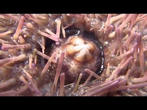 Sea Urchin Mouth