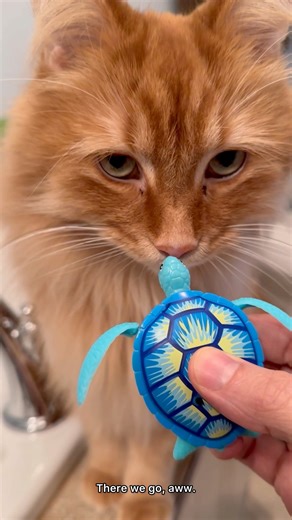 50K views · 5.6K reactions | Pudding went swimming with his fish and turtle friends today. It was a regular pool party and everyone was invited! | The Oreo Cat | Facebook