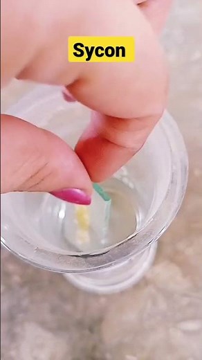 Sycon preserved specimen