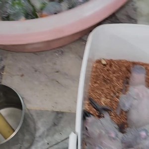 ٱلْحَمْدُ لِلَّٰهِ Season 2024 on its peak African Grey Chicks local khi breed. ...........ALREADY BOOKED............. | M.H Birds.