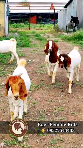 Boer Female Kids l 4 Nos. Call 9527544433 #Boergoat #goatfatmingindia #excelgenetic #boergoatindia #goatfarmingtraning #ExcelAgroServices #goatlovers | Excel Agro services
